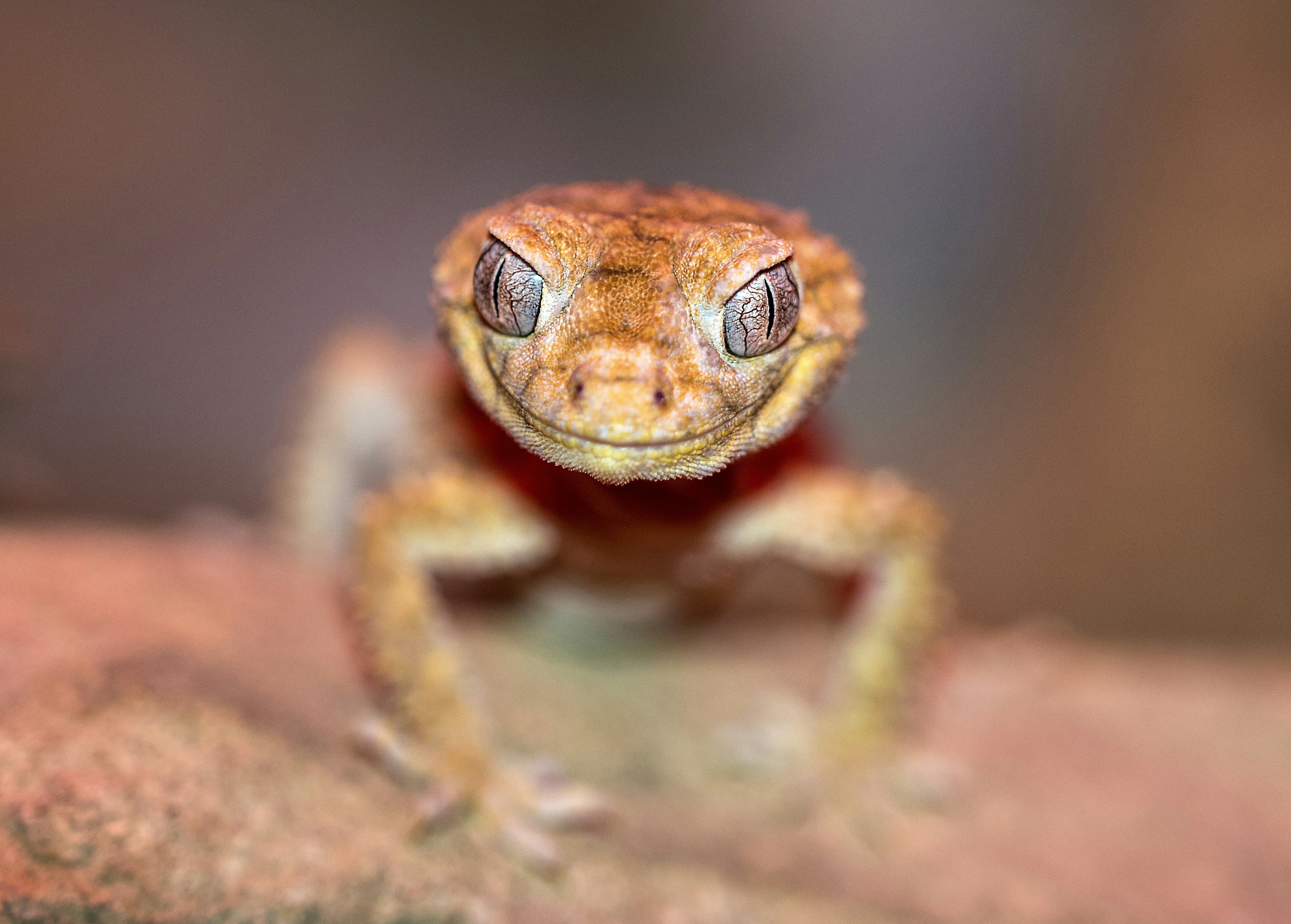 An inquisitive rough knob-tailed gecko checks me out. I have photographed this species before, but this time a little more light resulted in a completely different look and feel. I think this one makes a good screen saver/wall paper.